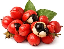 Deviral — guaraná (Paullinia cupana)